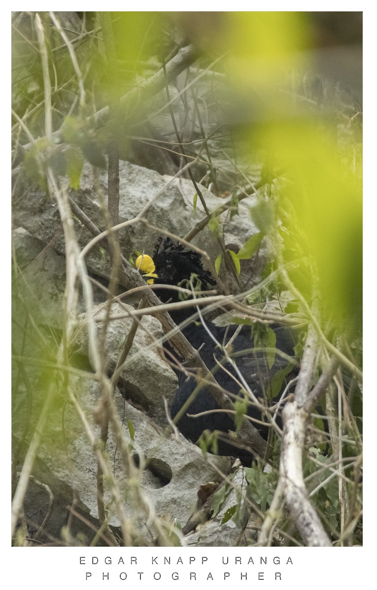 Great Curassow - Edgar Knapp Uranga