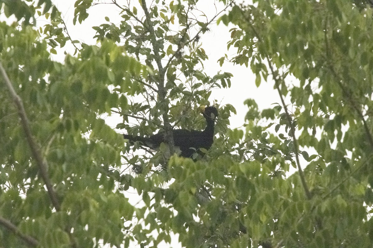 Great Curassow - ML620610315