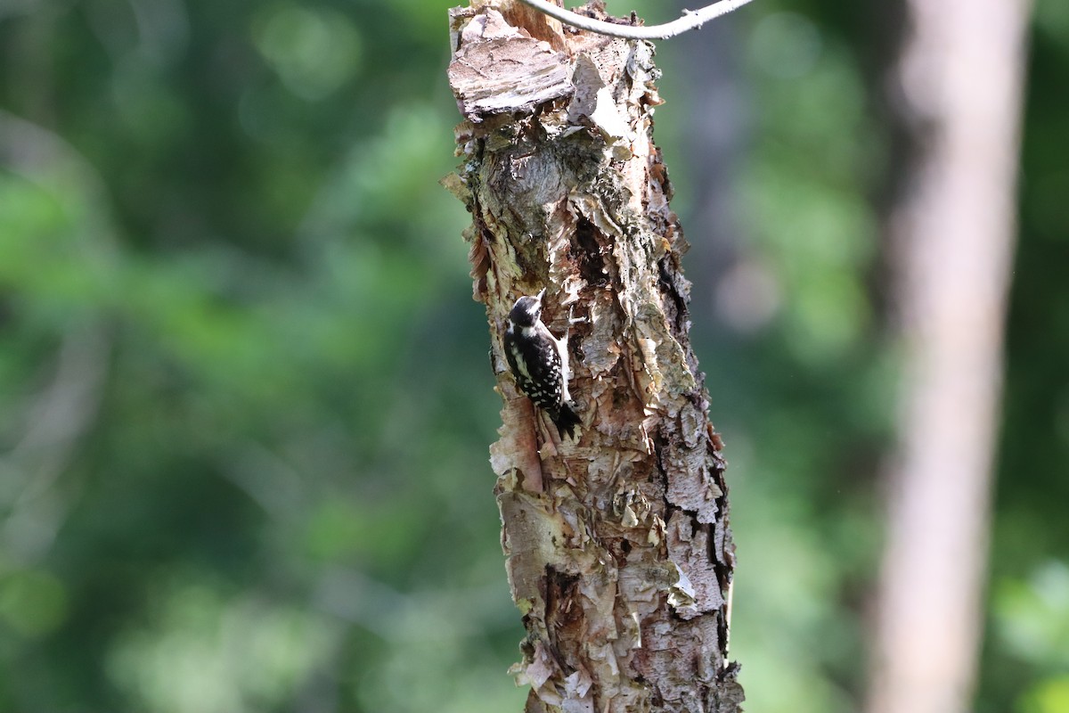 Downy Woodpecker - ML620610316