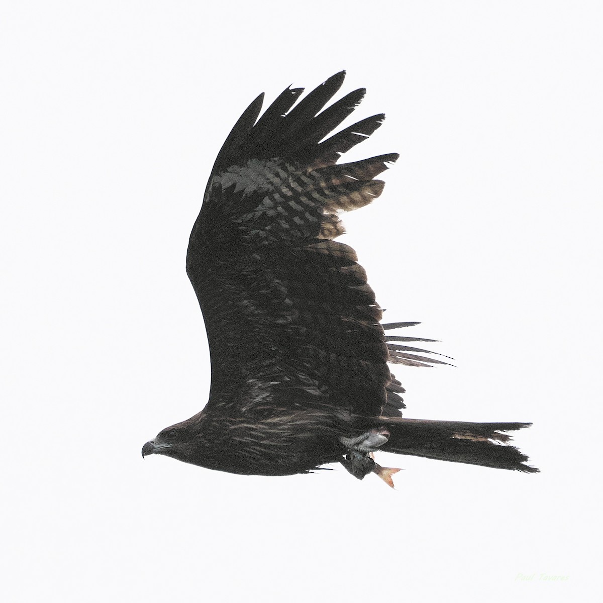 Black Kite - Paul Tavares