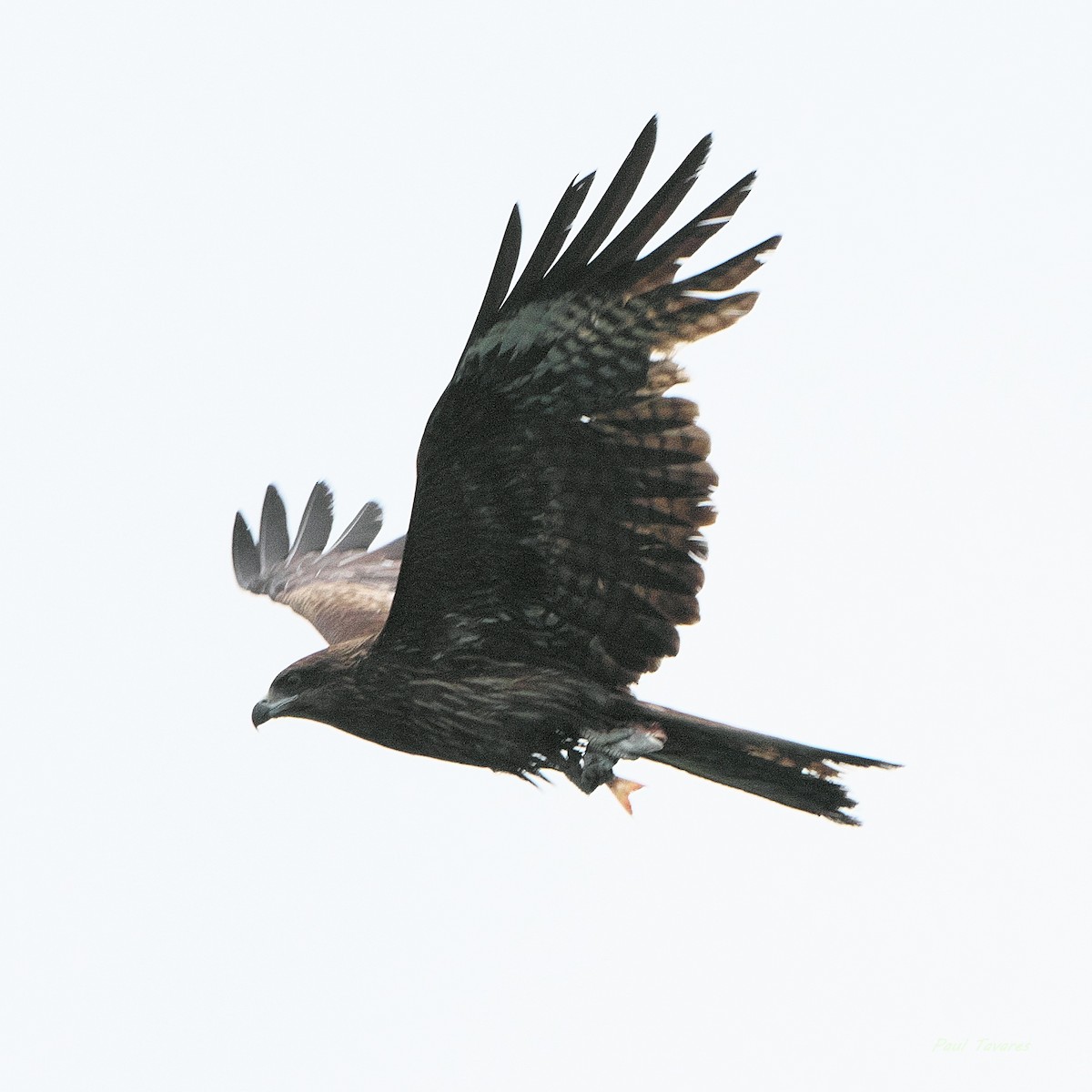 דיה שחורה - ML620610318