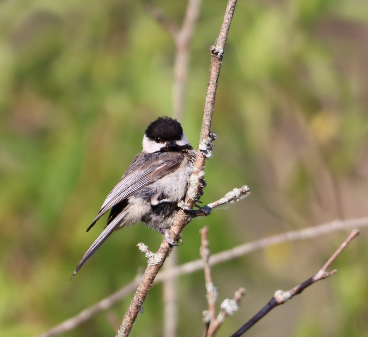 Carolina Chickadee - ML620610319