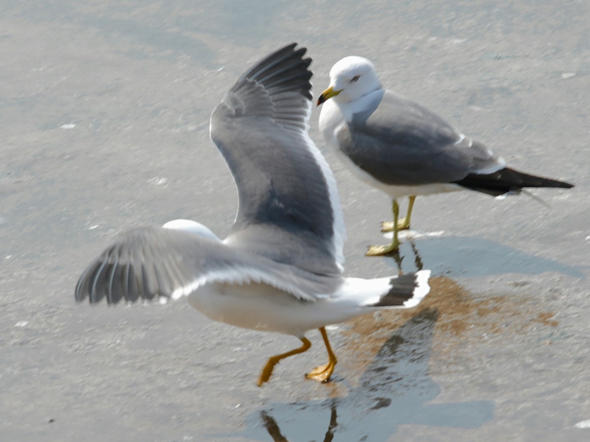 Black-tailed Gull - ML620610322