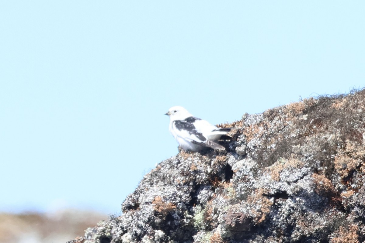 Snow Bunting - ML620610323