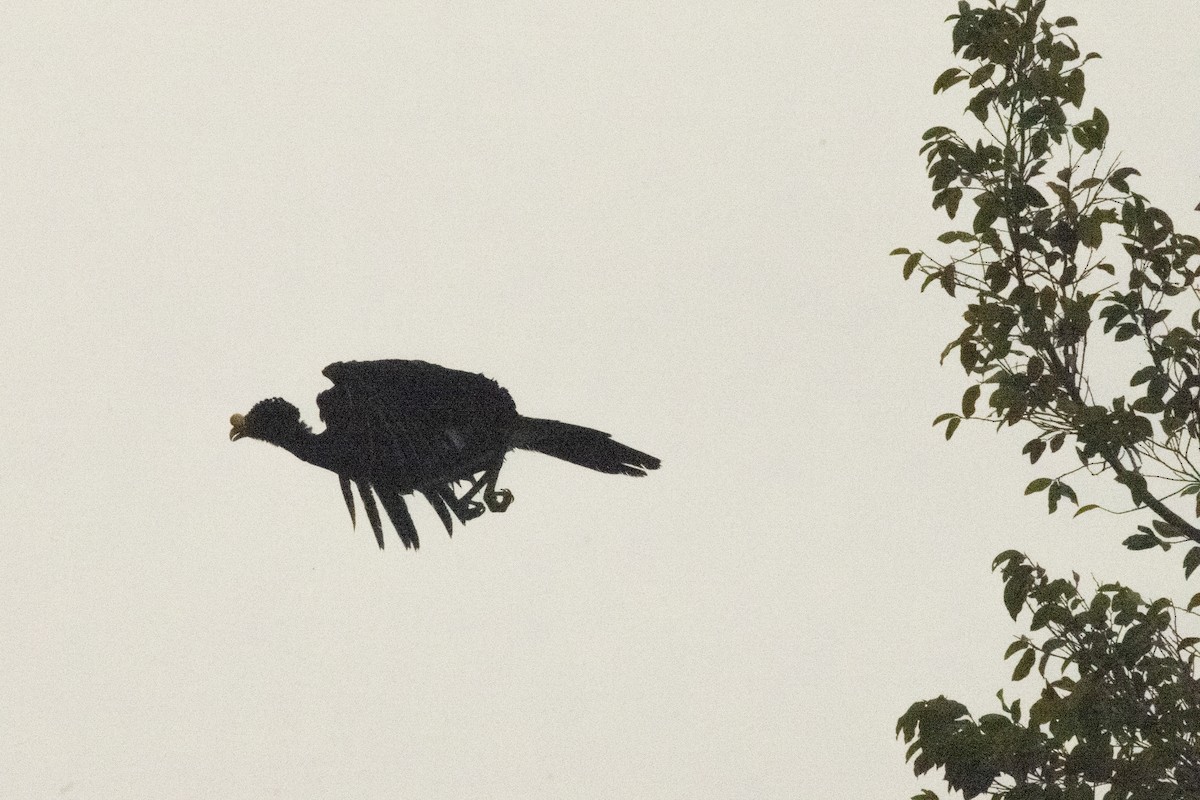 Great Curassow - ML620610324