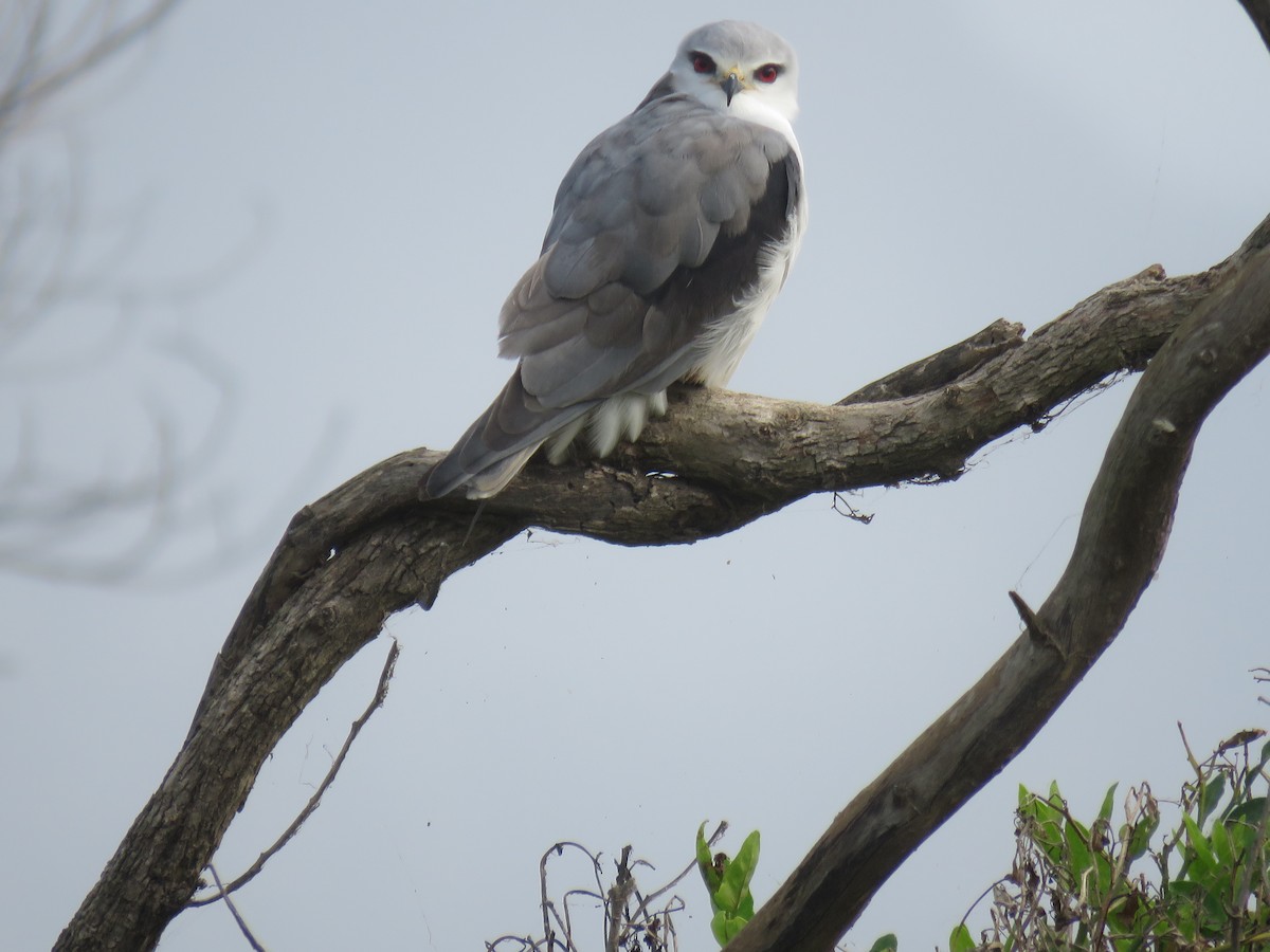 Black-winged Kite - ML620610325