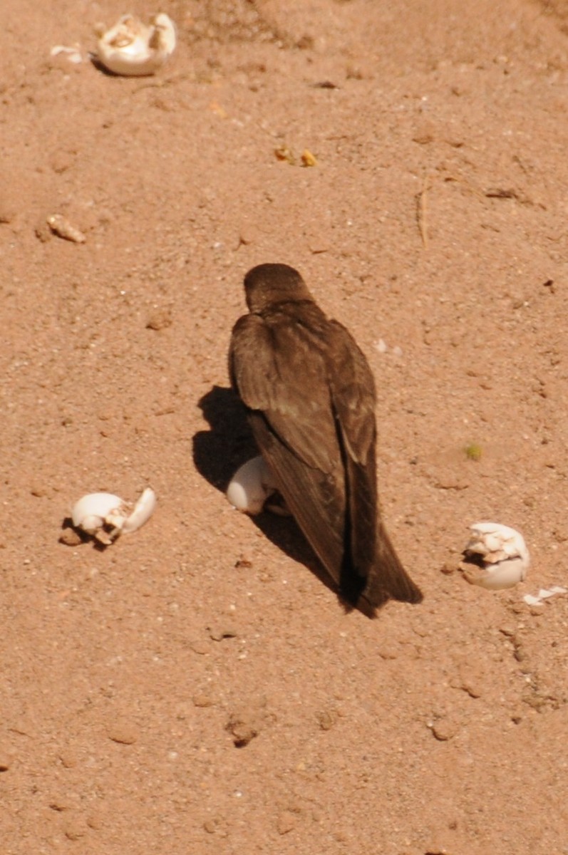 Northern Rough-winged Swallow - ML620610326