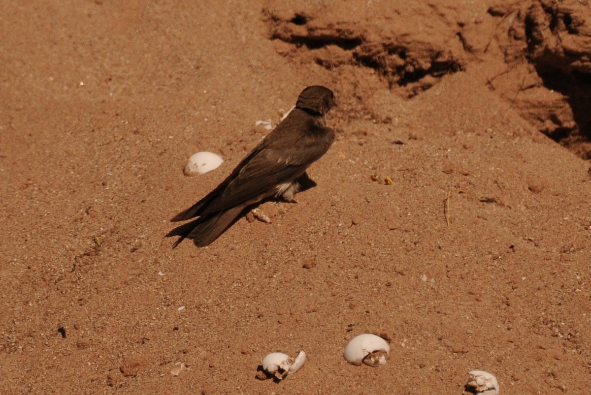 Northern Rough-winged Swallow - ML620610327