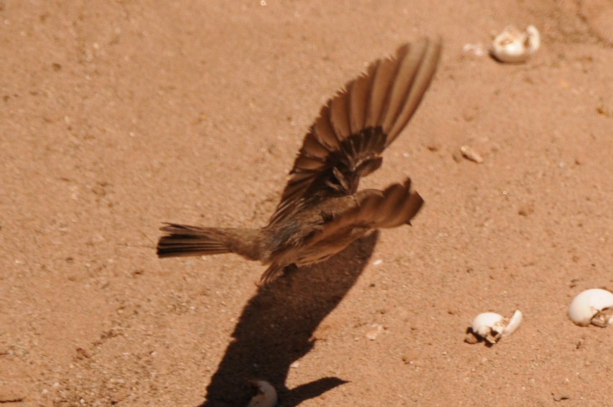 Northern Rough-winged Swallow - ML620610328