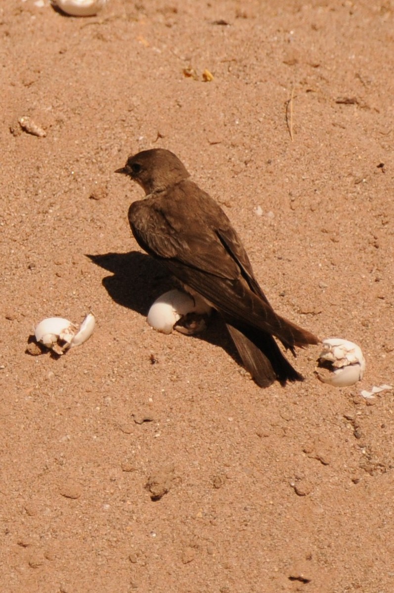 Northern Rough-winged Swallow - ML620610329