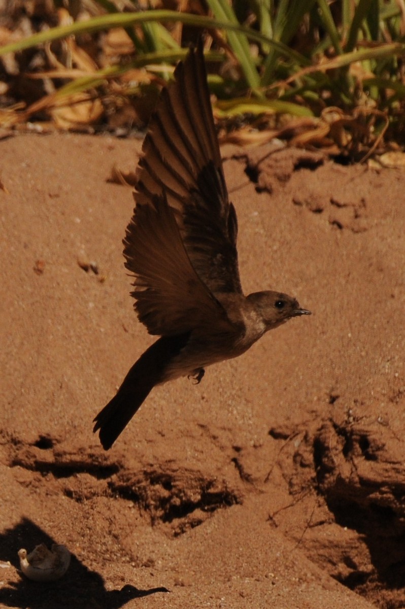 Northern Rough-winged Swallow - ML620610330