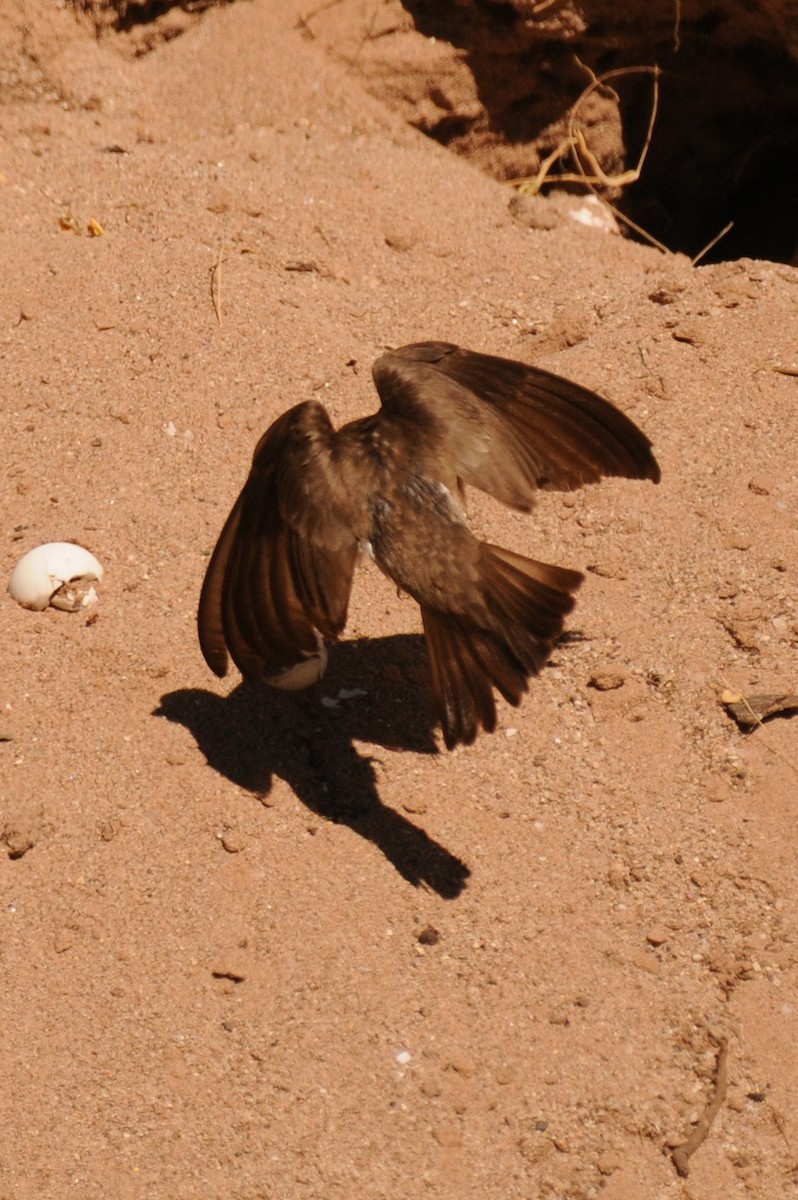 Northern Rough-winged Swallow - ML620610331