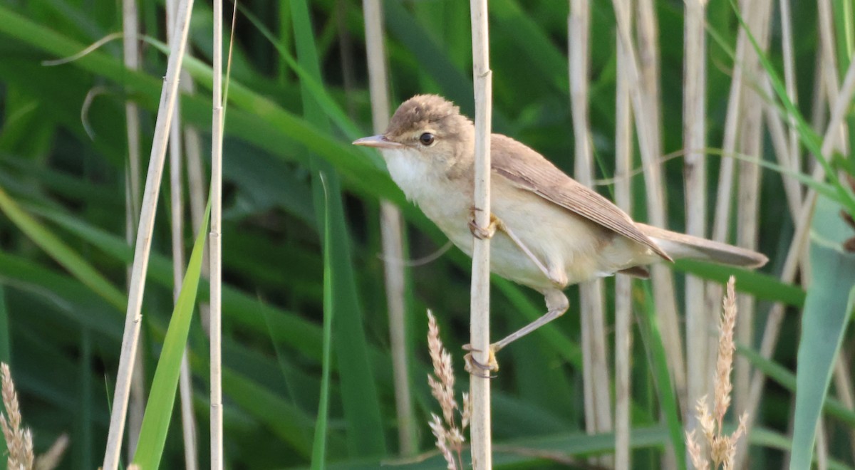 Common Reed Warbler - Michael Caponi