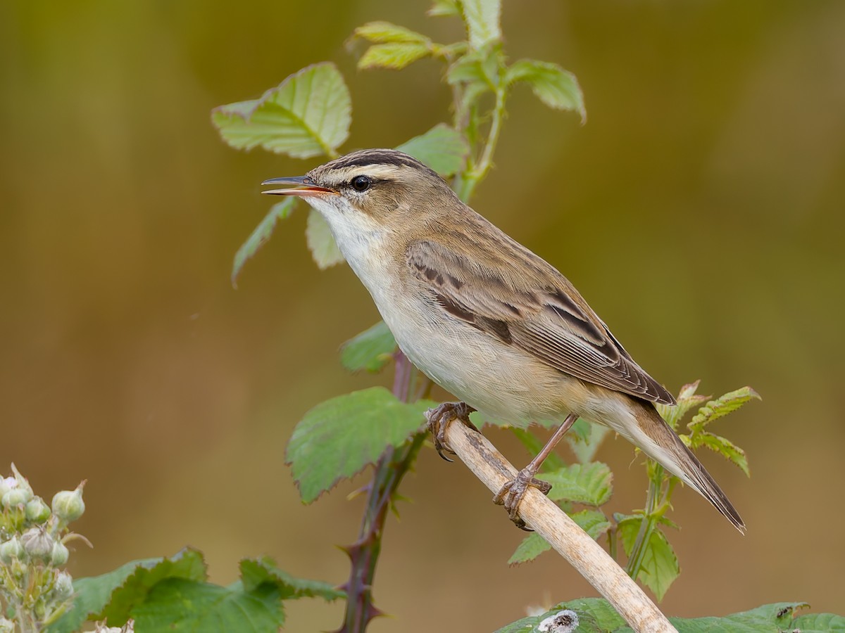 Sedge Warbler - Peter Kennerley