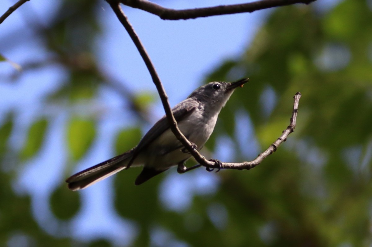 Blue-gray Gnatcatcher - ML620610339