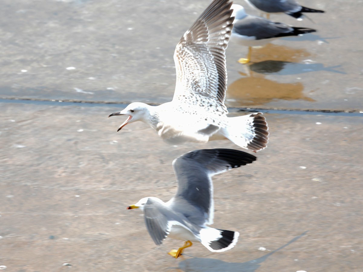 Herring Gull - ML620610343