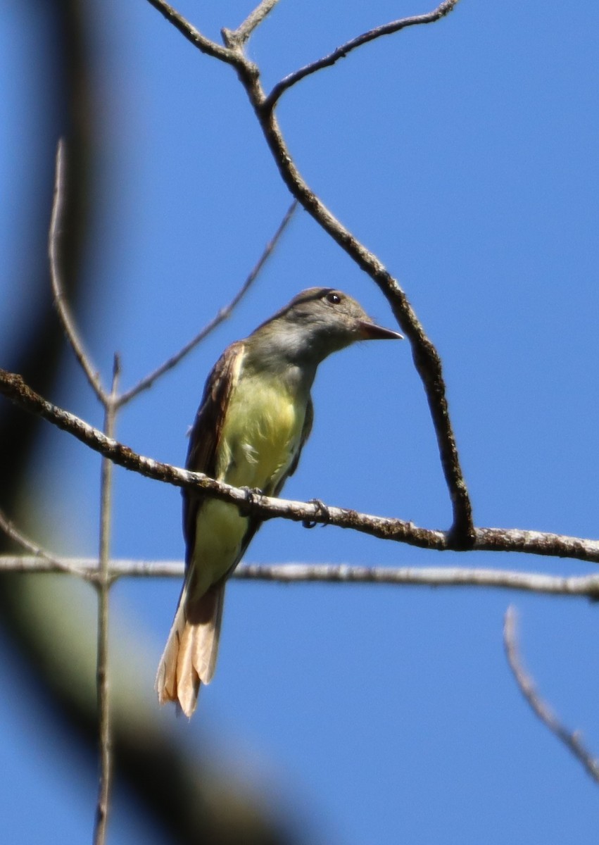 Great Crested Flycatcher - ML620610348