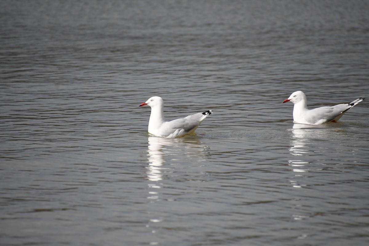 Gaviota Plateada - ML620610359