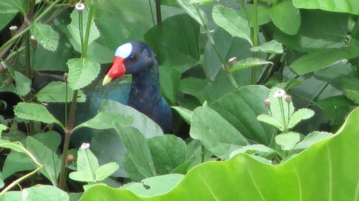 Purple Gallinule - ML620610360