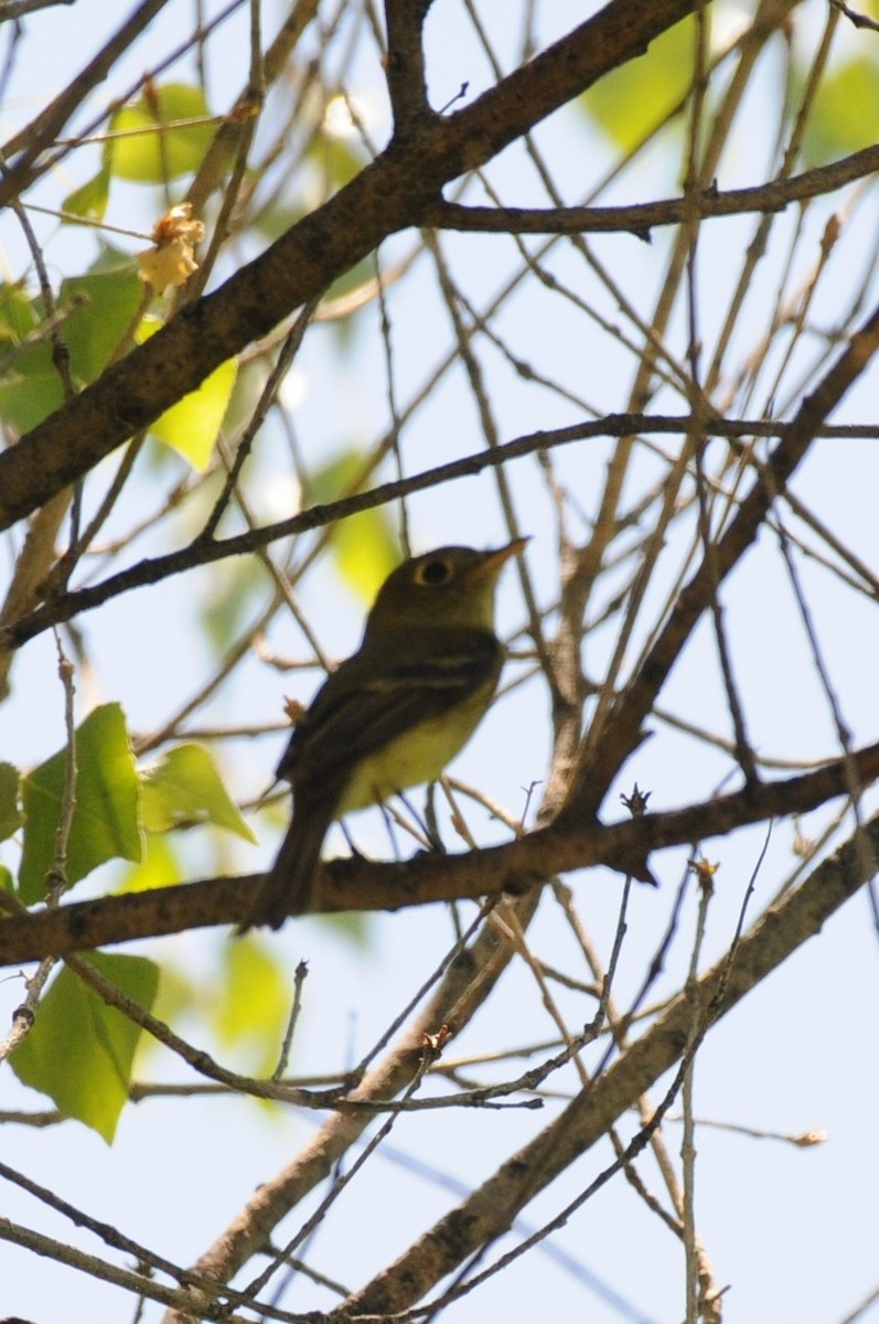 Western Flycatcher - ML620610365