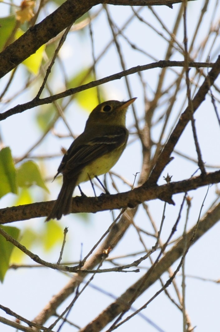 Western Flycatcher - ML620610367