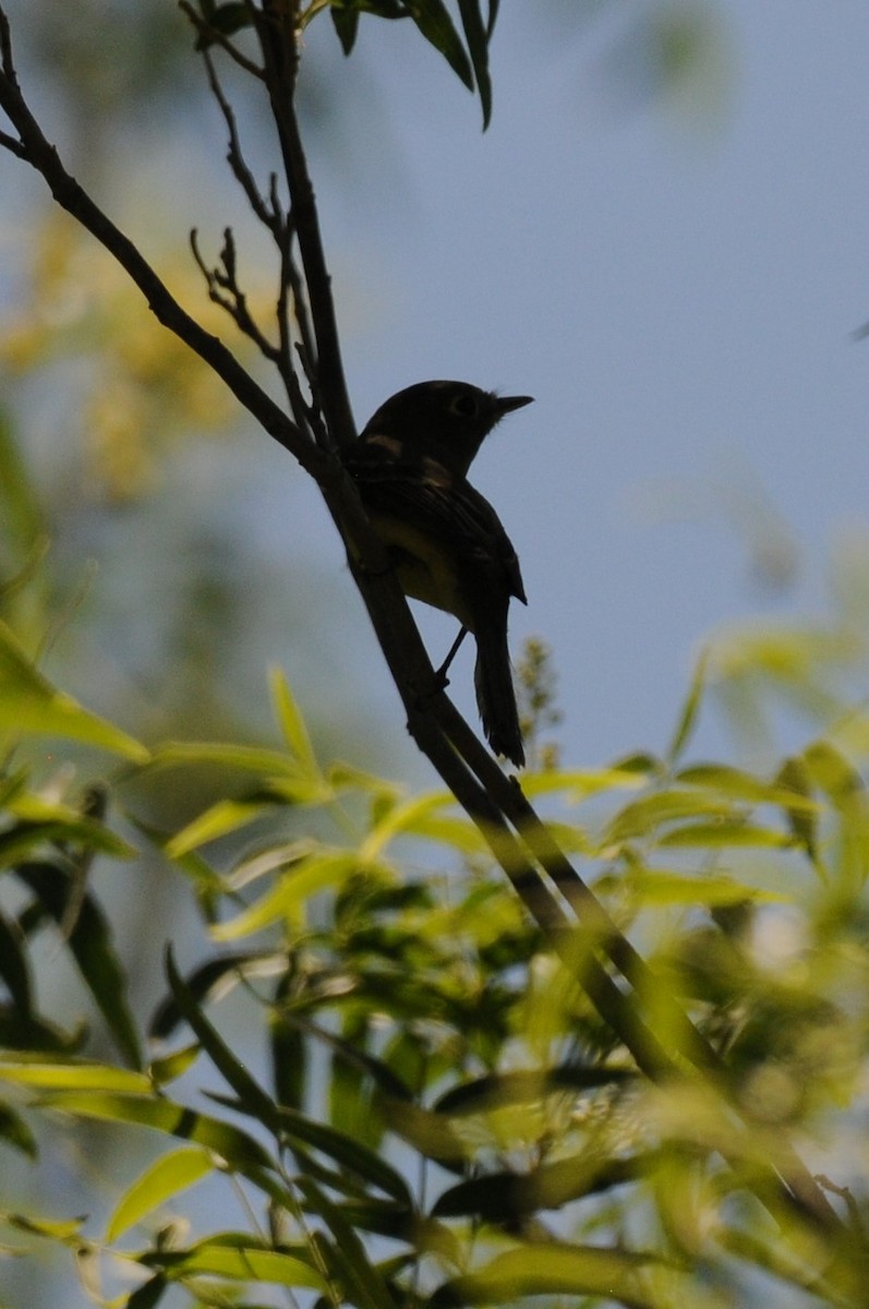 Western Flycatcher - ML620610368