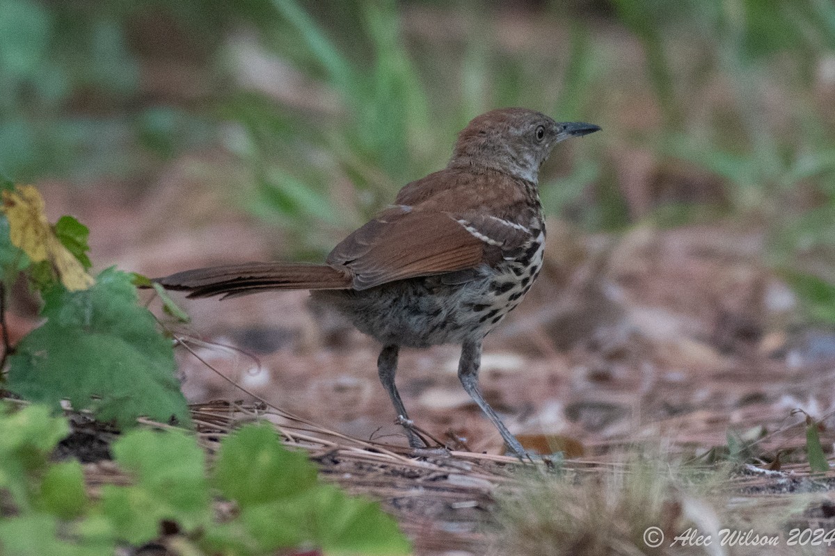 Brown Thrasher - ML620610374