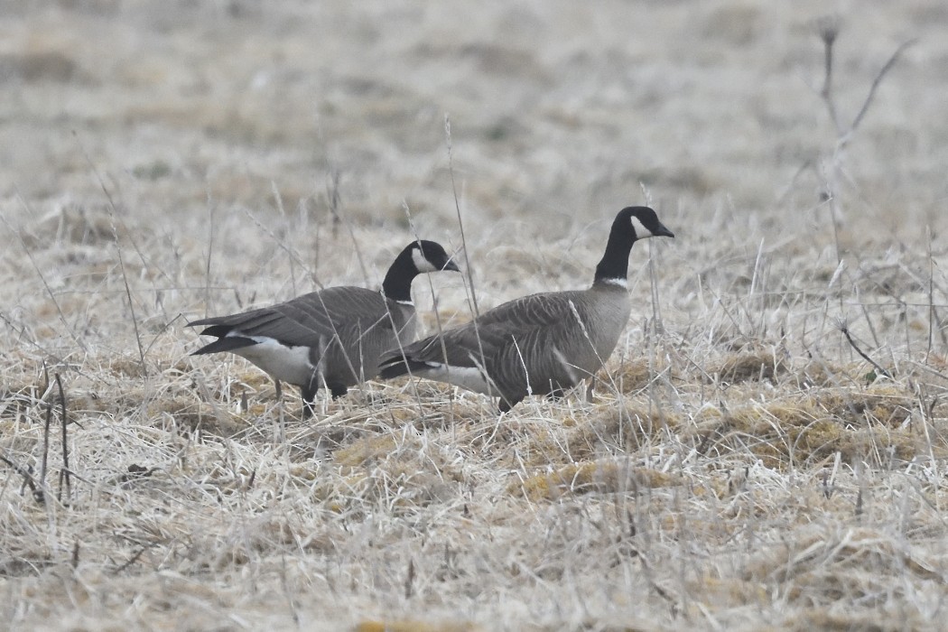 Cackling Goose (Aleutian) - ML620610378