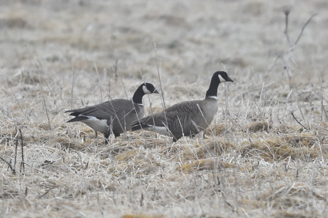 Barnacla Canadiense Chica (leucopareia) - ML620610378