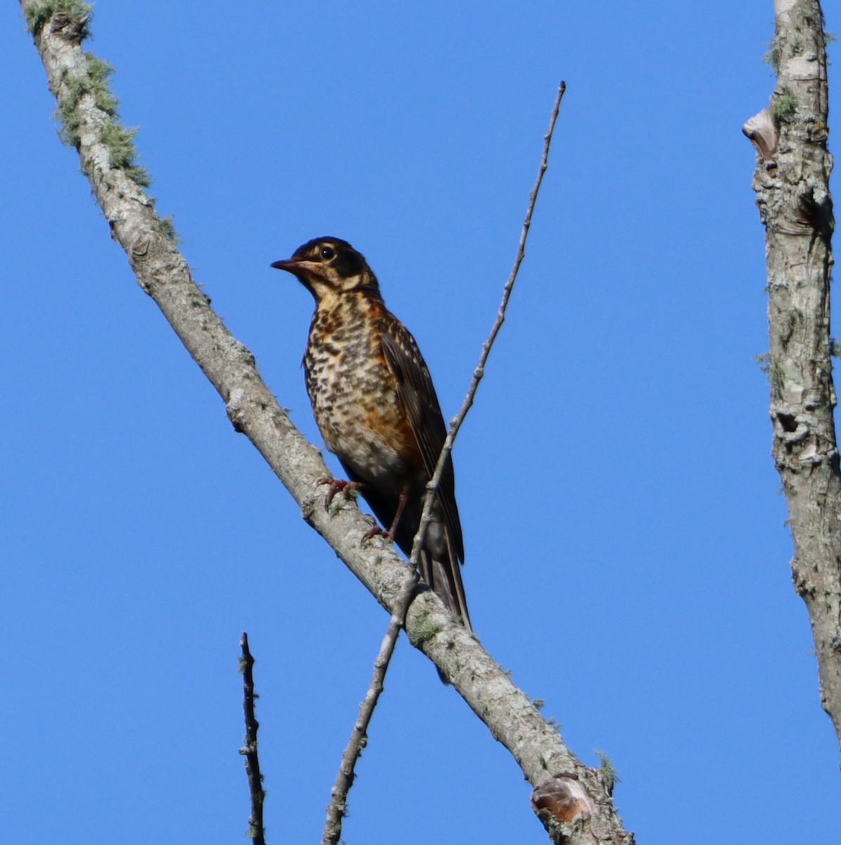 American Robin - ML620610382