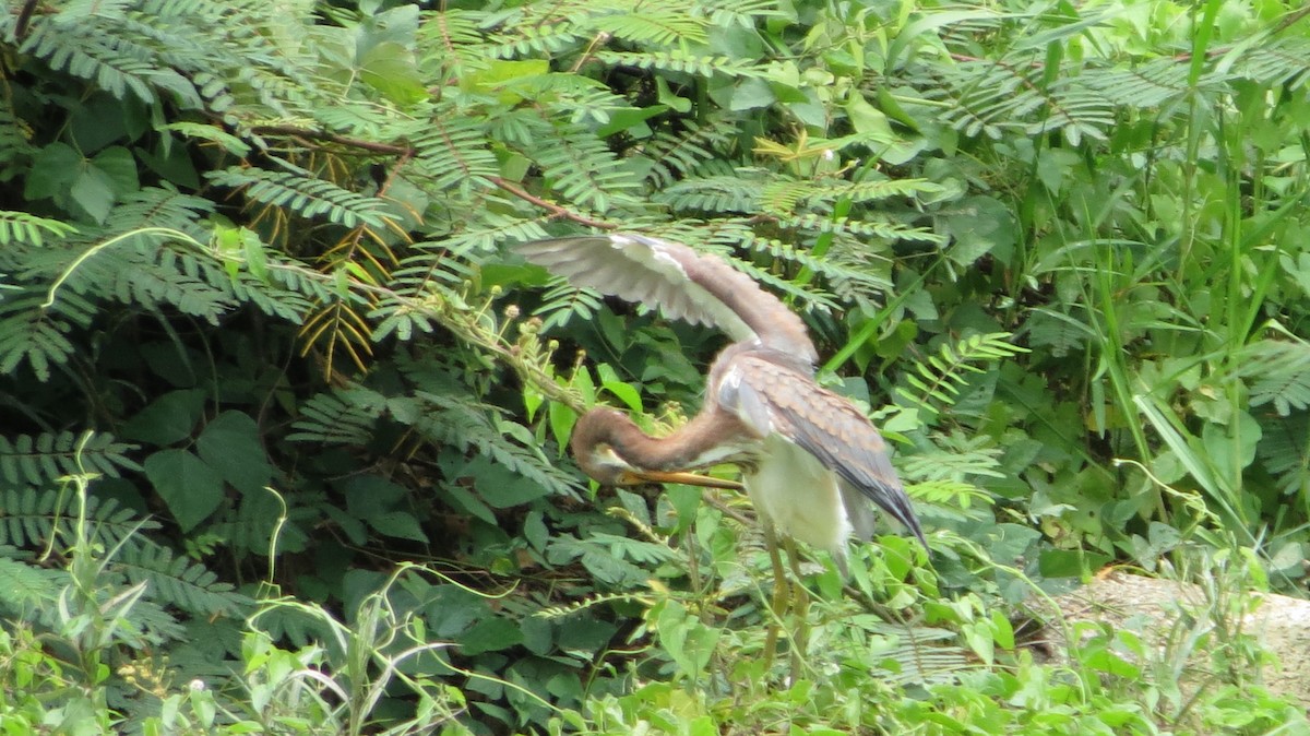 Tricolored Heron - ML620610385