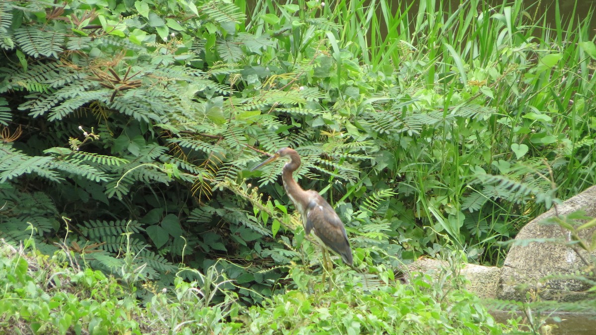 Tricolored Heron - ML620610388