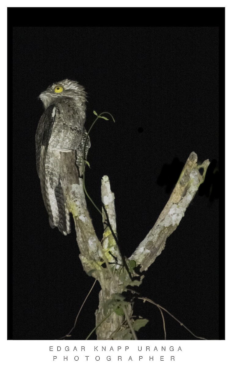 Northern Potoo - ML620610389