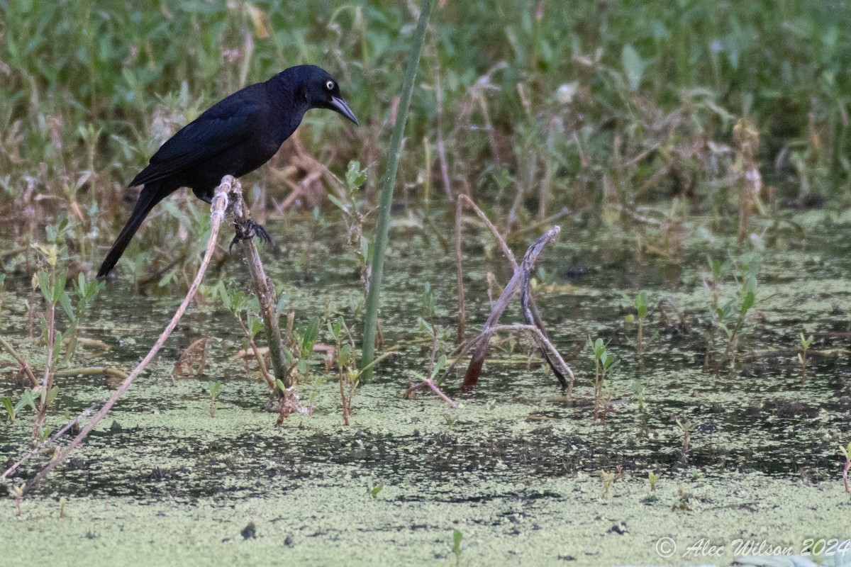 Common Grackle - ML620610391