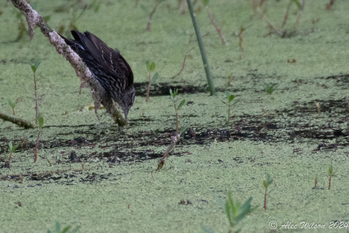 Red-winged Blackbird - ML620610394