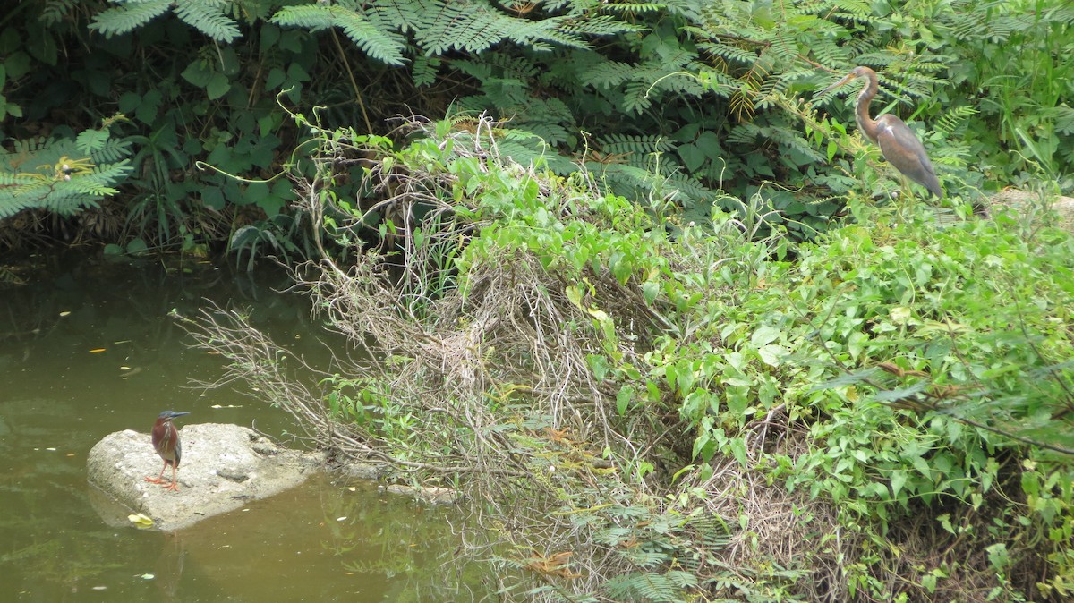 Green Heron - Delvis Toledo