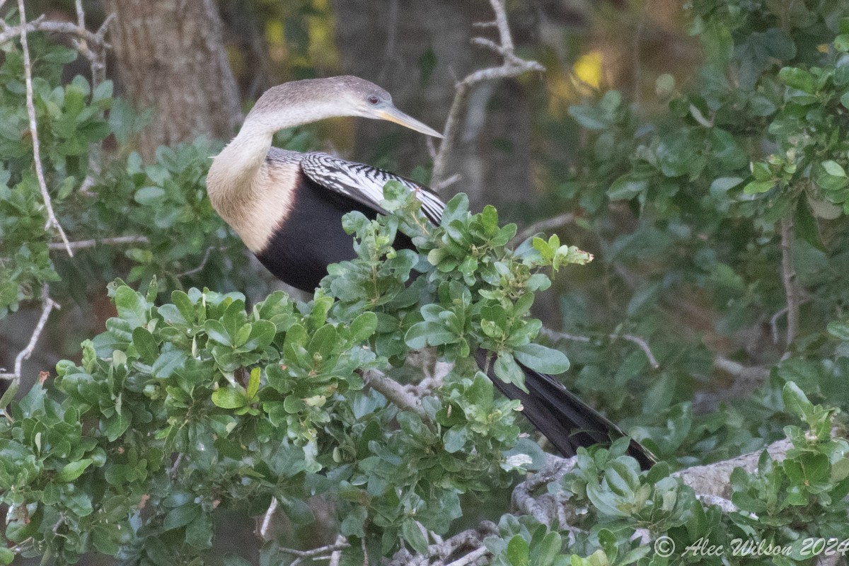 Amerika-Schlangenhalsvogel - ML620610405