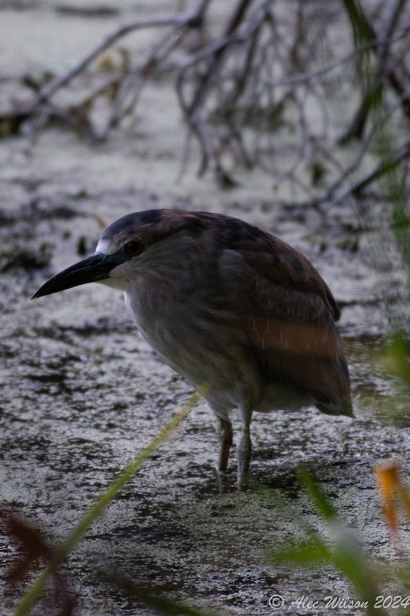 Black-crowned Night Heron - ML620610407