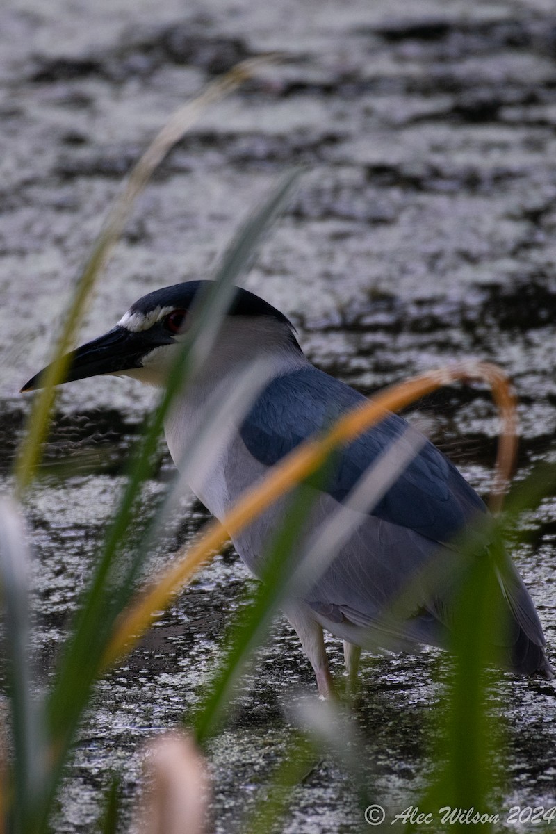 Black-crowned Night Heron - ML620610408