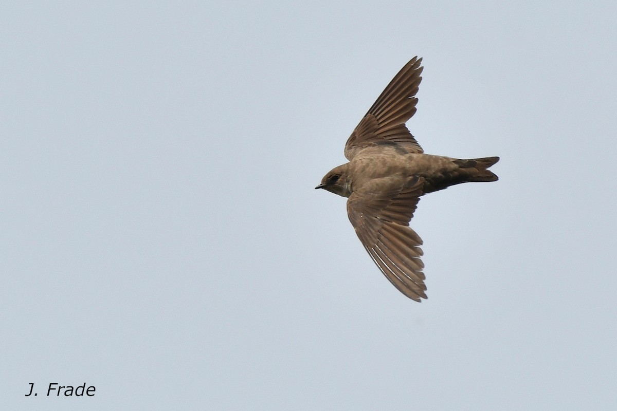 Eurasian Crag-Martin - ML620610409