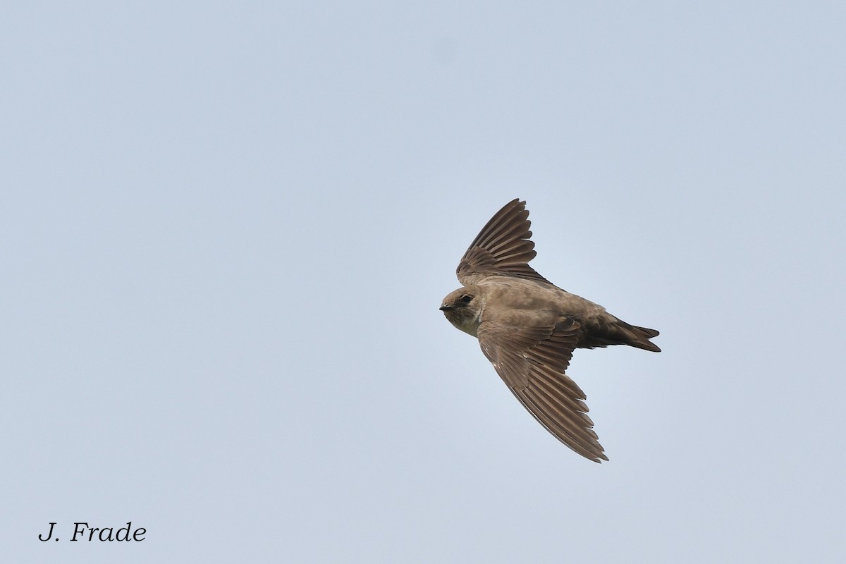 Eurasian Crag-Martin - ML620610410