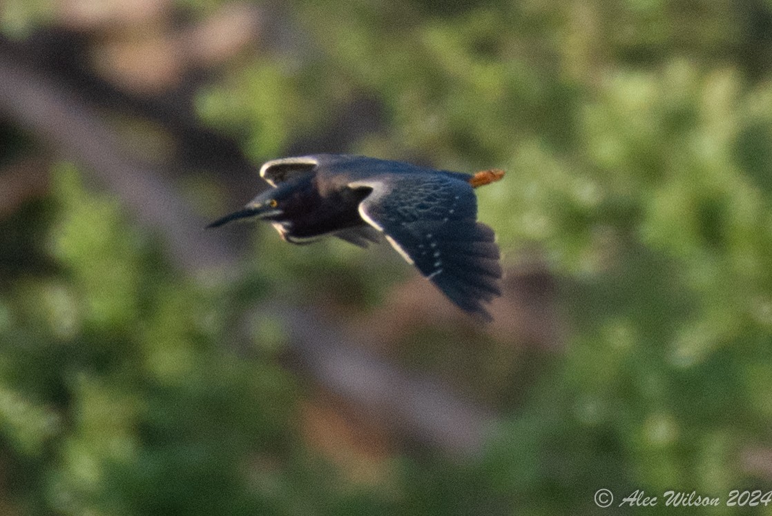 Green Heron - ML620610411