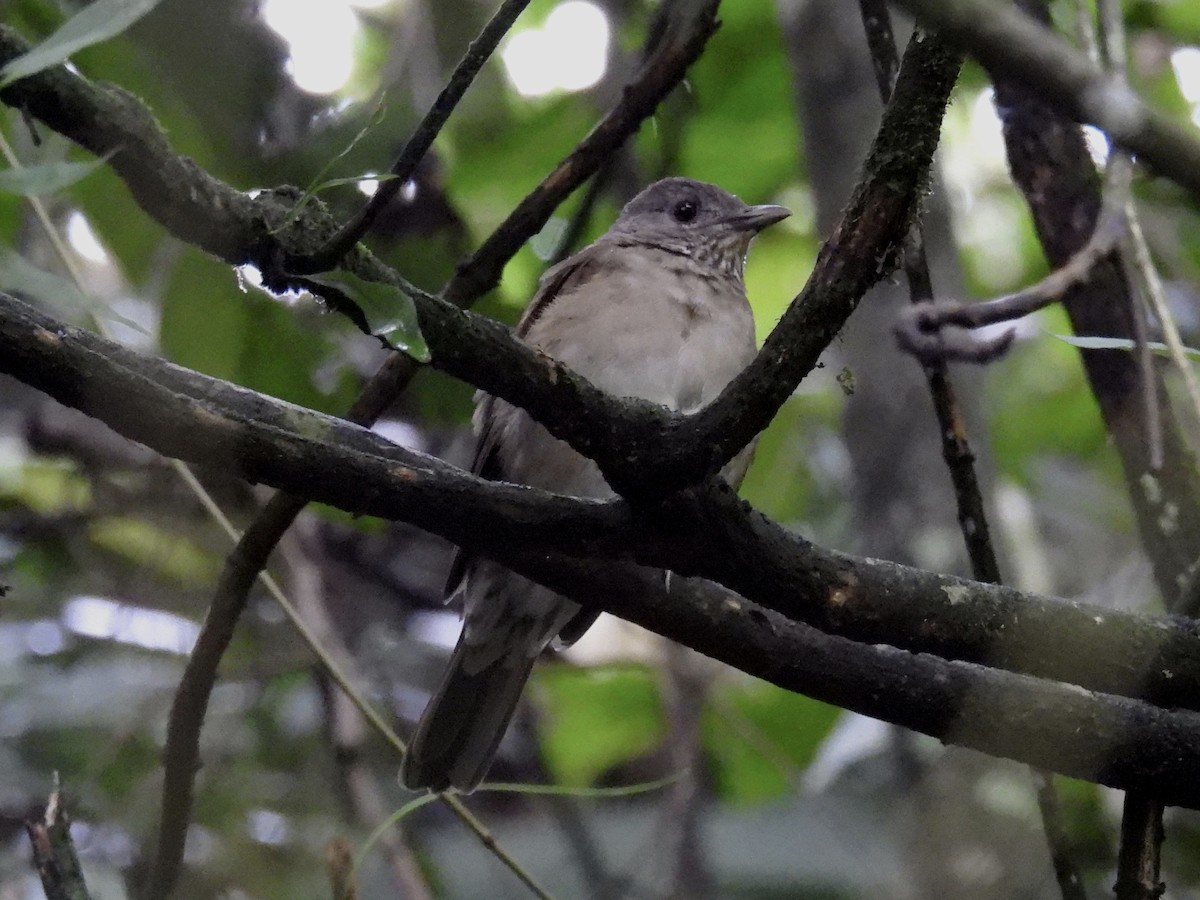 Pale-breasted Thrush - ML620610413