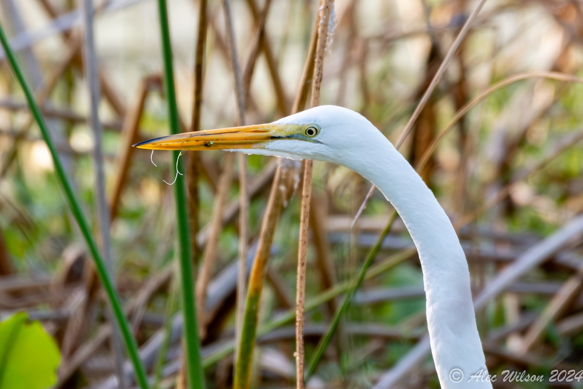 Grande Aigrette - ML620610415