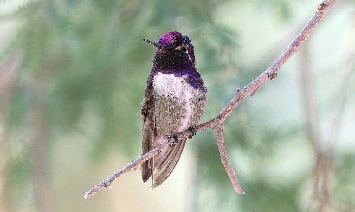 Costa's Hummingbird - ML620610416