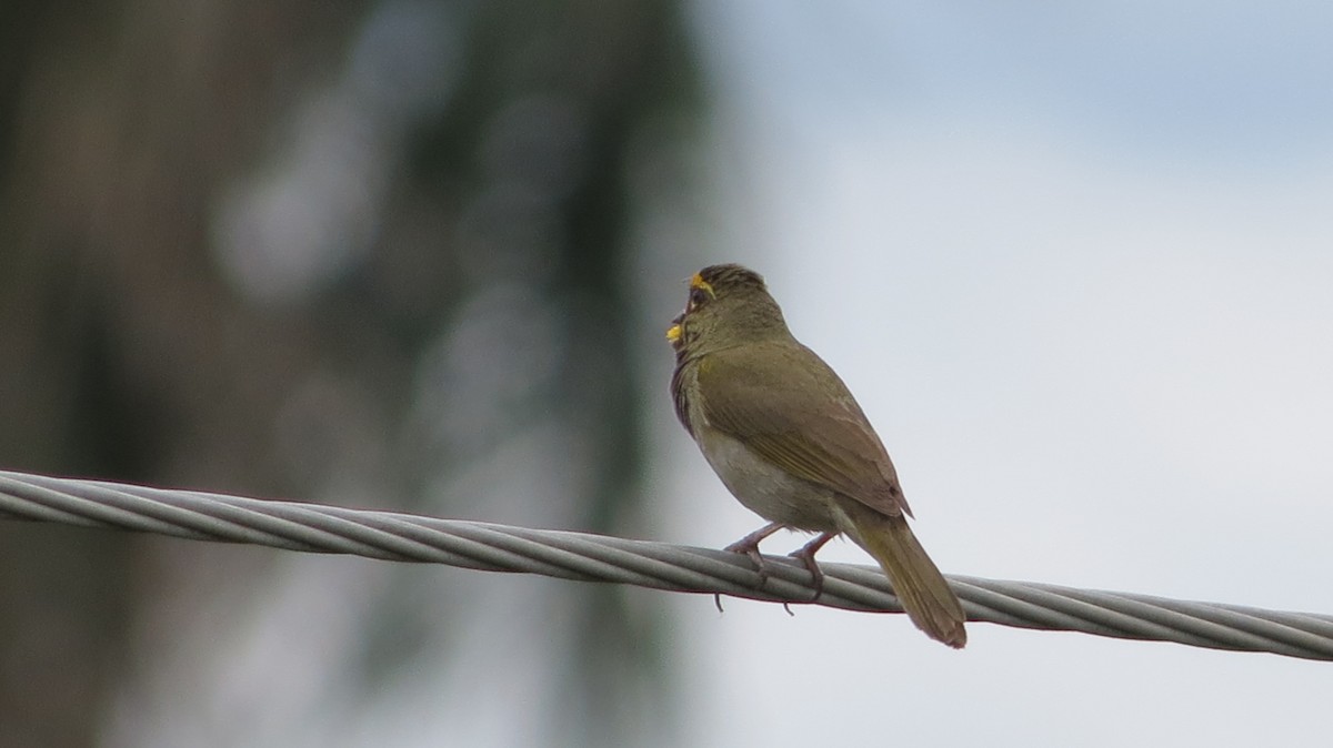 Yellow-faced Grassquit - ML620610419