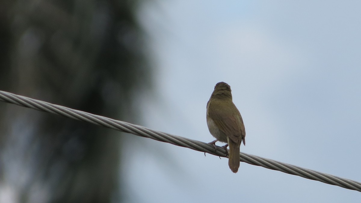 Yellow-faced Grassquit - ML620610420