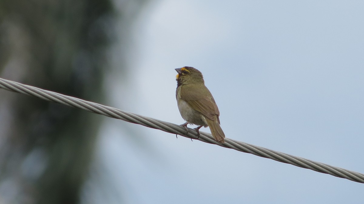 Yellow-faced Grassquit - ML620610421