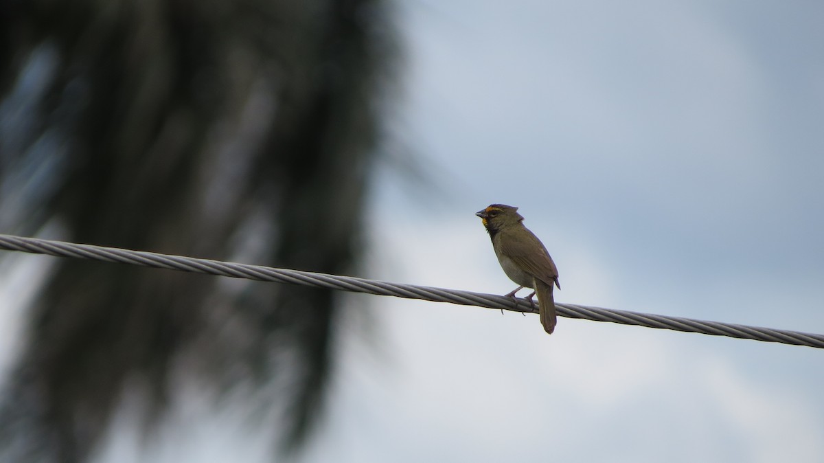 Yellow-faced Grassquit - ML620610422