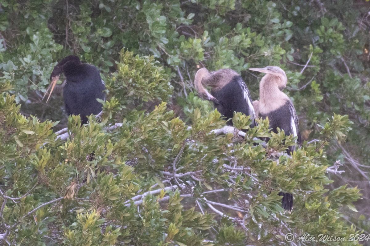 anhinga americká - ML620610427